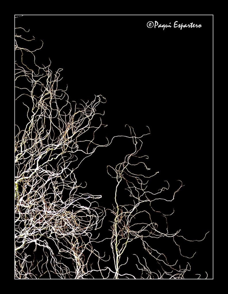 Branches of Light